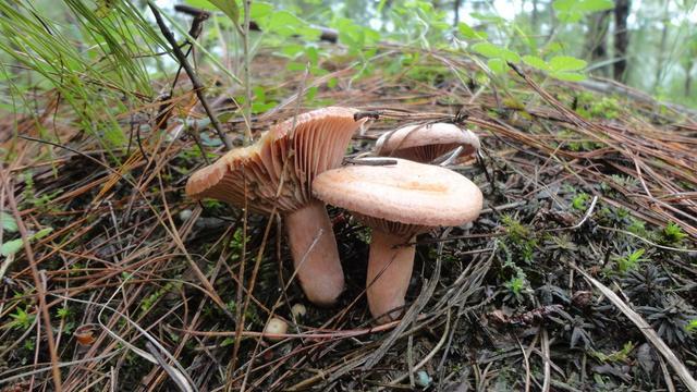 云南野生菌最全攻略，昆明這些地方盛產(chǎn)野生菌你知道幾個 
