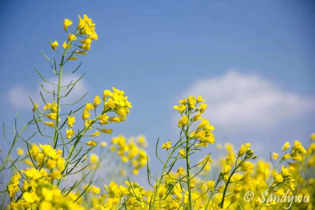 3月昆明，宜“春光乍泄”！