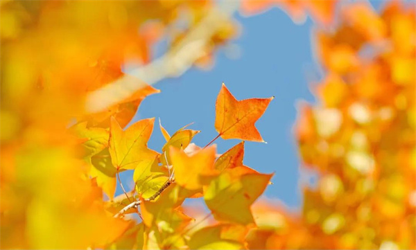 楓葉紅了，這是大姚最美色彩