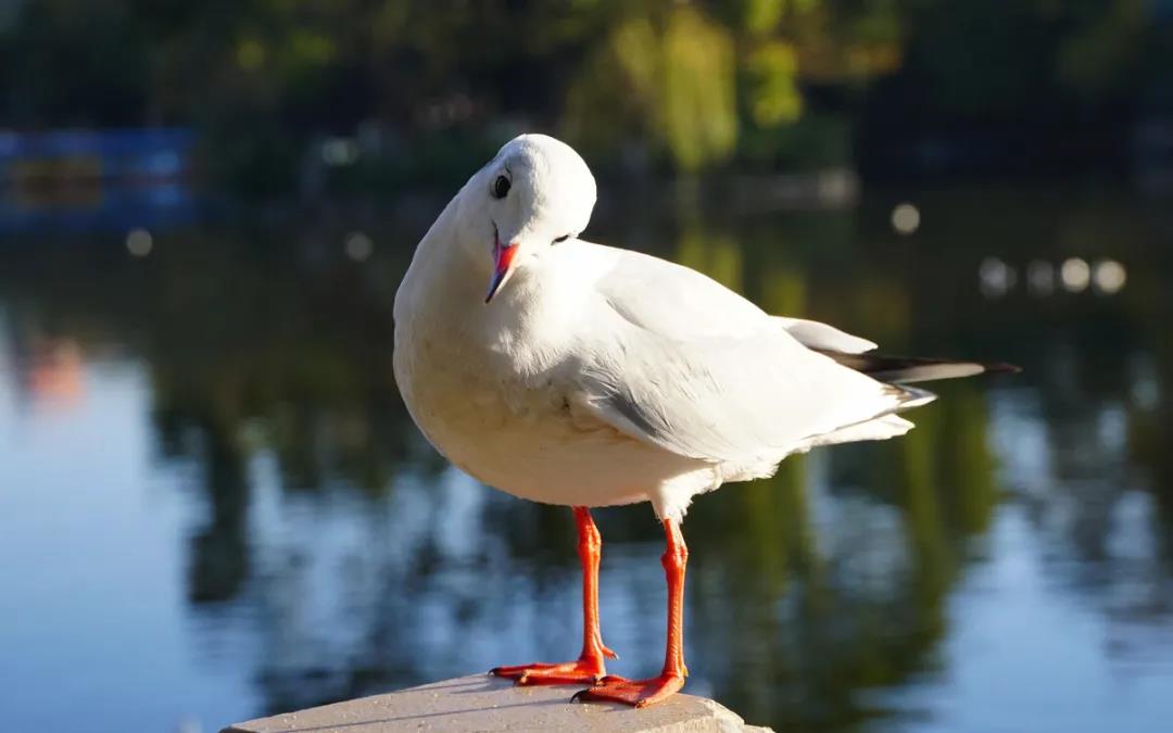 紅嘴鷗來(lái)啦！昆明最佳賞鷗地點(diǎn)推薦！    昆明傳媒公司