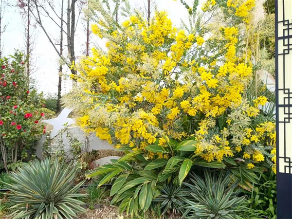 尋花覓影的小小滿(mǎn)足！捕捉大觀樓公園里的“芳蹤”|春城冬韻·繁花